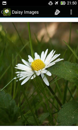 DaisyBG: Flower Wallpaper screenshot 7