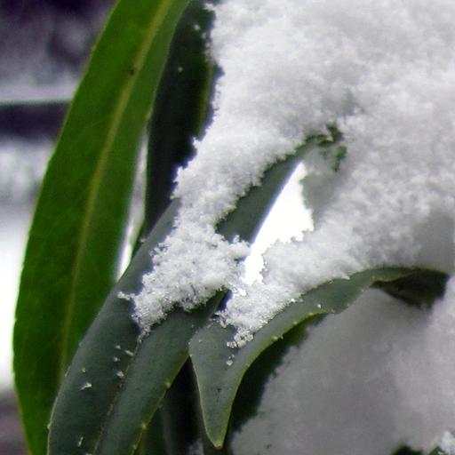 Settling Snow Live Wallpaper 1.0.1