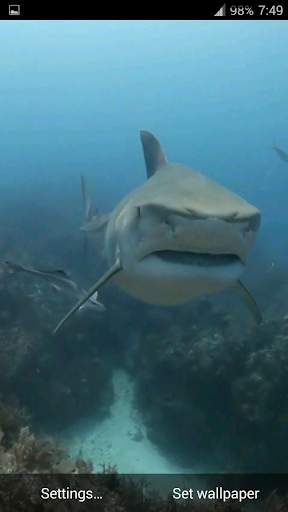 Sharks. Video Wallpaper screenshot 7