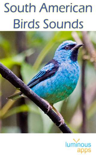 South American Birds Free स्क्रीनशॉट 2