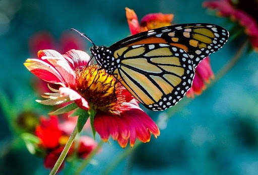 FOTOS NATURALEZA screenshot 7