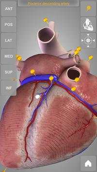 Heart 3D Anatomy Lite screenshot 4
