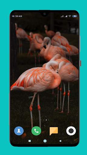 Flamingo wallpaper 4K screenshot 14