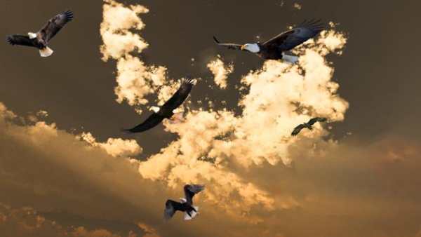Eagle Bird Hunting Season 2017 screenshot 8