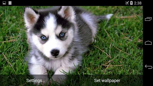Husky Live Wallpaper FREE screenshot 3