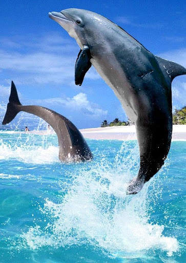 Dolphins Wallpaper screenshot 2