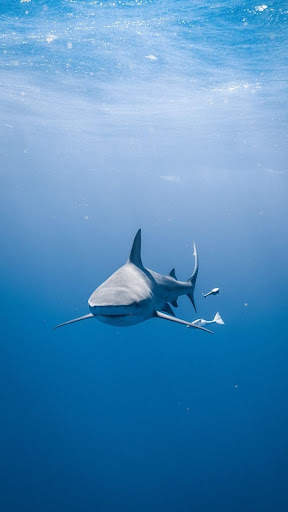 Shark Wallpapers स्क्रीनशॉट 4