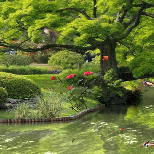 Birds Park Live Wallpaper 3