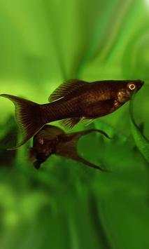 Fishes Aquarium screenshot 3