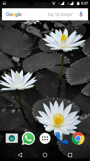 Lotus Flower Wallpaper HD screenshot 2