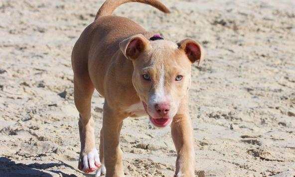 Pitbull wallpapers screenshot 2
