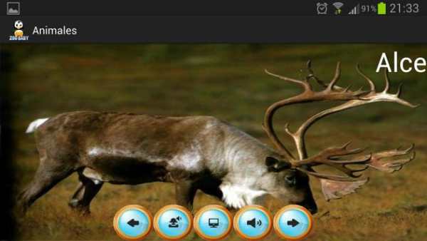 Zoo Baby - English Edition screenshot 2