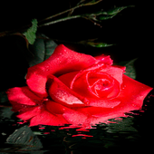 Red Rose Beauty LWP icon