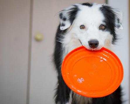 Funny Dog Jigsaw Puzzles screenshot 5