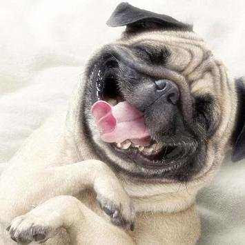 Pugs Dogs Funny Jigsaw Puzzle screenshot 4