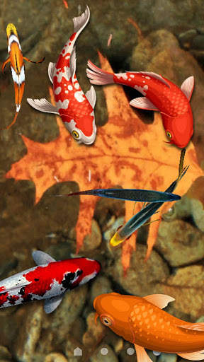 Koi Fish Wallpaper 3D - Water Fish Screensaver 3D screenshot 6
