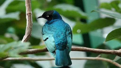 Birds Jigsaw Puzzle स्क्रीनशॉट 7