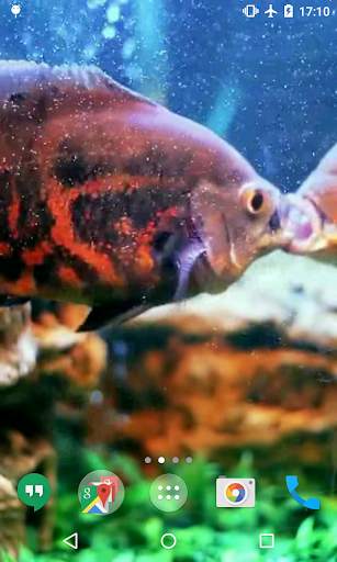 3D Fishes Video Live Wallpaper screenshot 5