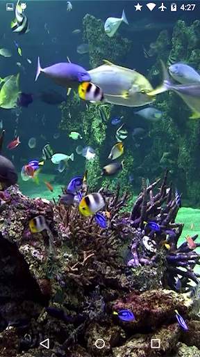 Video Wallpaper: Aquarium screenshot 3