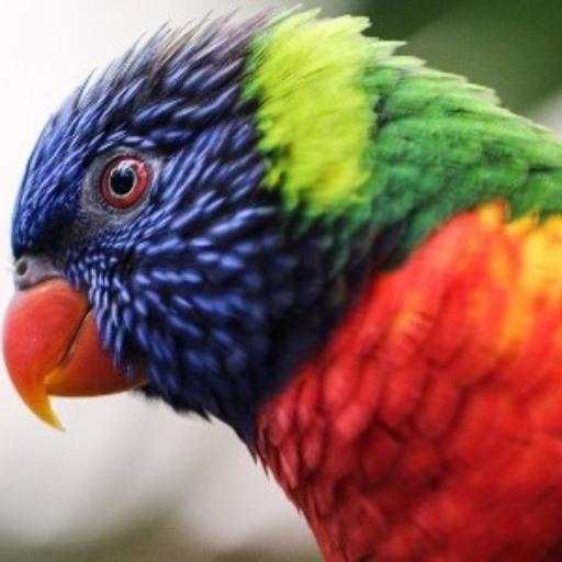 Animals Puzzle Game 1.0