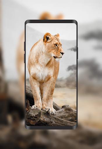 Wallpapers Lions 4K screenshot 3