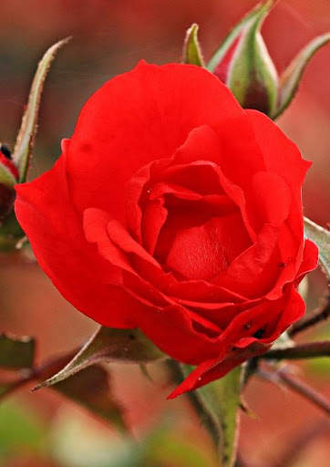 Rose Wallpaper screenshot 8