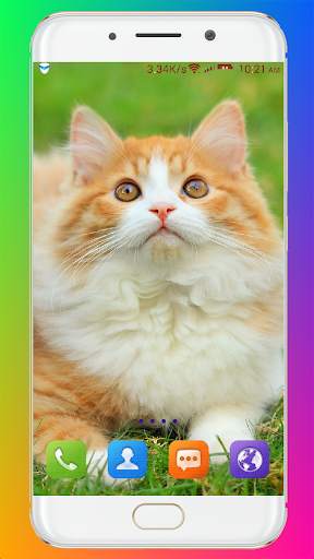 Cat Wallpaper HD screenshot 2