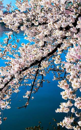 Sakura Live Wallpaper HD screenshot 5