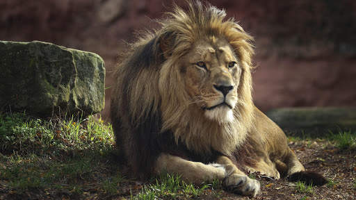 Lion Wallpapers | hd backgrounds screenshot 10