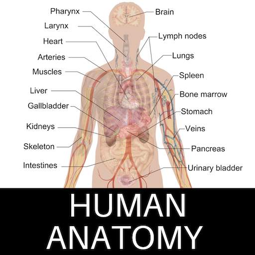 Human Anatomy 10.0