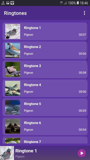 Pigeon - RINGTONES and WALLPAPERS screenshot 1