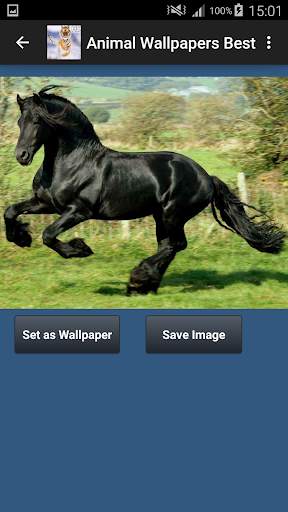 Animal Wallpapers App 🐈🐅🐎 : Animal Background screenshot 6