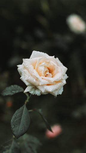 White Rose Wallpapers screenshot 6