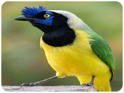 The most beautiful birds in the world screenshot 2