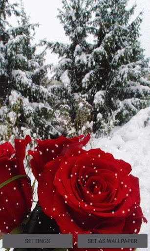 Winter Rose Live Wallpaper screenshot 1