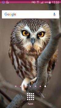 Owl Wallpapers screenshot 2
