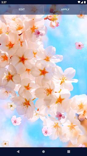 Sakura Flower Live Wallpaper screenshot 8