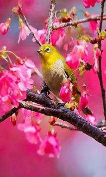 Birds Wallpaper स्क्रीनशॉट 5