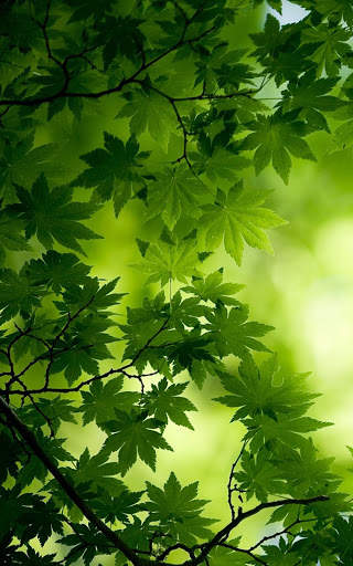 Green Wallpapers | hd backgrounds screenshot 1