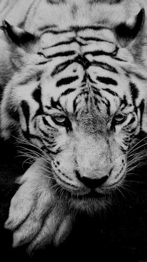 Tiger Wallpapers 4K screenshot 2