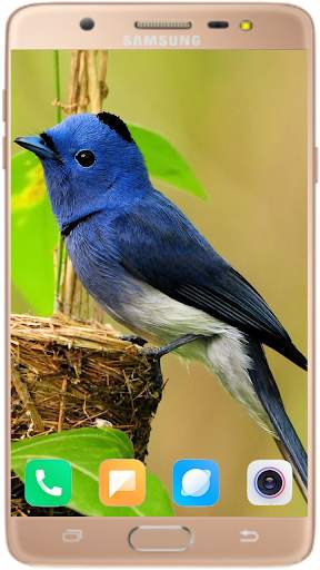 Bird Wallpaper Best HD स्क्रीनशॉट 1