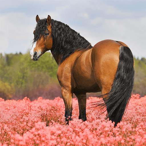 Horses Jigsaw Puzzle Games screenshot 1