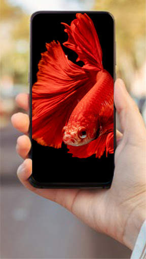 Wallpaper Ikan Cupang HD 🐟 screenshot 5