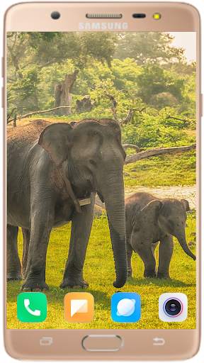 Elephant Wallpaper Best HD screenshot 8