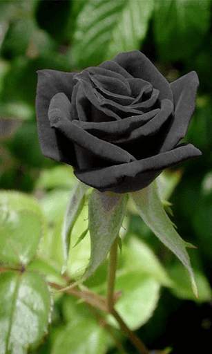 Black Rose HD Wallpaper screenshot 3