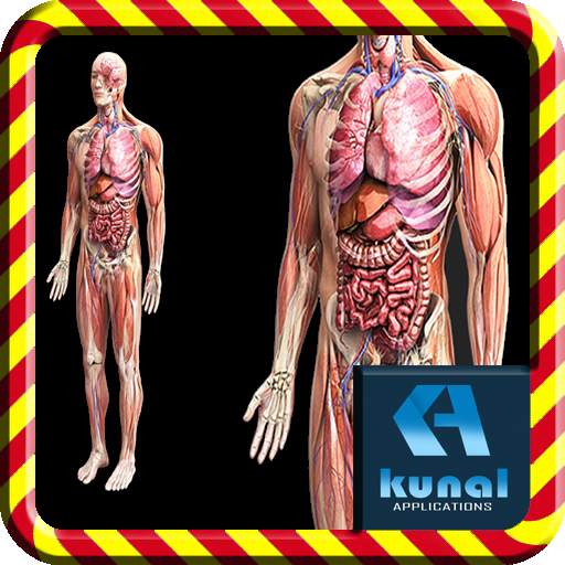 Human Anatomy 1.1