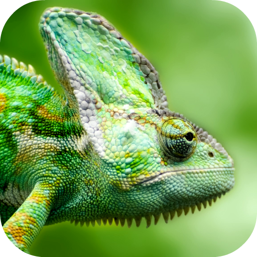Lizard Wallpaper icon