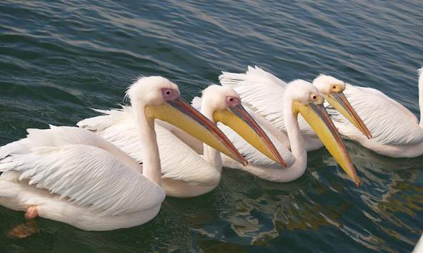 Pelican Wallpapers screenshot 2