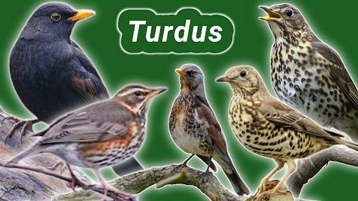 thrush birds screenshot 1