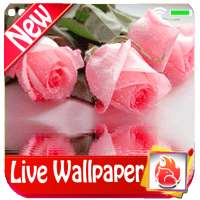 Pink Rose Live Wallpaper 2019 Pink Rose LWP logo